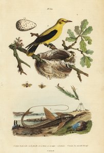 Oriole mustarastas, Gymnomystax mexicanus, pesä ja munat 3, suklaa-loricarid panssaroitu monni, Loricaria cataphracta 2 ja mäntykärpäs, Neodiprion sertifer 1 tekijältä Unbekannt