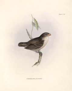 Ornitologia: "Darwin (1809-1882) havaitsi Beagle-retkikuntansa aikana erään lintulajin. Kilpi teoksesta "The zoology of the voyage of H.M.S. Beagle. Lento. III, Kuvattuja lintuja tekijältä Unbekannter Künstler