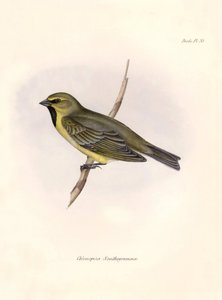 Ornitologia: "Charles Darwinin (1809-1882) Beagle-retkikuntansa aikana havaitseman lintulajin kuvaus. Kilpi teoksesta "The zoology of the voyage of H.M.S. Beagle. Lento. III, Birds described by John Gould, with n tekijältä Unbekannter Künstler