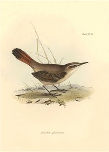 Ornitologia: "Eremobius phoenicurus, jonka Charles Darwin kuvasi Beagle-retkikuntansa aikana. Kilpi teoksesta "The zoology of the voyage of H.M.S. Beagle. Lentäminen. III, Birds described by John Gould, with notice of their habits by Charles Darwin". tekijältä Unbekannter Künstler