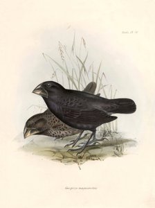 Ornitologia: Charles Darwinin (1809-1882) Beagle-retkikuntansa aikana havaitseman lintulajin kuvaus: "Geospiza magnirostris tai geospize a big beak". Kilpi teoksesta "The zoology of the voyage of H.M.S. Beagle. Lento. III, Birds described b tekijältä Unbekannter Künstler