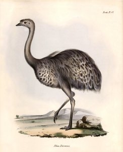 Ornitologia: Nandou de Darwin tarkkailee ja kuvailee Charles Darwinin Beagle-retkikuntansa aikana tekemiä havaintoja "Rhea Darwinii". Lautanen teoksesta "The zoology of the voyage of H.M.S. Beagle. Lento. III, John Gouldin kuvaamat linnut ja niiden elinymp tekijältä Unbekannter Künstler