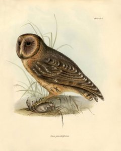 Ornitologia: Charles Darwin (1809-1882) kuvasi "Strix punctatissima" pöllön Beagle-retkikuntansa aikana. Kuvataulu kirjasta "Birds described by John Gould, with notice of their habits by Charles Darwin". tekijältä Unbekannter Künstler