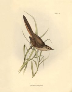Ornitologia: "Synallaxis rufogularis", jonka Charles Darwin kuvasi Beaglen tutkimusmatkansa aikana. Kilpi teoksesta "The zoology of the voyage of H.M.S. Beagle. Lentäminen. III, Birds described by John Gould, with notice of their habits by Charles Darwin". tekijältä Unbekannter Künstler