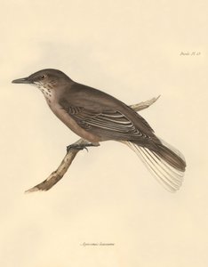 Ornitologia: Agriornis leucurus, jonka Charles Darwin kuvasi tutkimusmatkallaan Beaglella. Kilpi teoksesta "The Zoology of the voyage of the H.M.S. Beagle under the command of Captain Fitzroy during the years 1832 to 1836 edited and supervi tekijältä Unbekannter Künstler