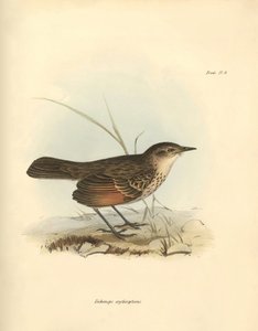 Ornitologia: "Hymenops perspicillata", joka kuuluu lintuperheeseen, jonka Charles Darwin kuvasi tutkimusmatkallaan Beaglella. Kilpi teoksesta "The Zoology of the voyage of the H.M.S. Beagle under the command of Captain Fitzroy during the years 1832 to tekijältä Unbekannter Künstler