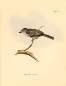 Ornitologia: Pachyramphus albescens, jonka Charles Darwin kuvasi Beagle-aluksella tekemänsä tutkimusmatkan aikana. Kilpi teoksesta "The Zoology of the voyage of the H.M.S. Beagle under the command of Captain Fitzroy during the years 1832 to tekijältä Unbekannter Künstler
