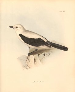 Ornitologia: fluvicola azarea" eli kärpässiipi, jonka Charles Darwin kuvasi tutkimusmatkallaan Beaglella. Kilpi teoksesta "The Zoology of the voyage of H.M.S. Beagle under the command of Captain Fitzroy during the years 1832 to 1836 edited". tekijältä Unbekannter Künstler