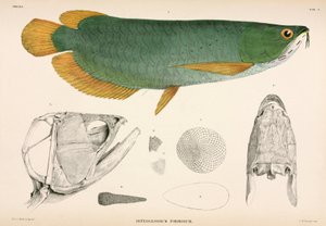 Osteoglossum formosum, Indonesia tekijältä Unbekannter Künstler
