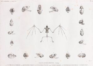 Lepakoiden osteoologia Egyptissä tekijältä Unbekannt