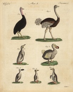 Strutsi, Struthio Camus, Cassowary, Struthio casuarius, sukupuuttoon kuollut dodo, Raphus cucullatus ja pingviinilajit tekijältä Unbekannt