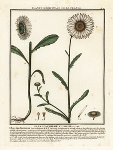 Häränsilmäpäiväkakkara, Leucanthemum vulgare. tekijältä Unbekannter Künstler