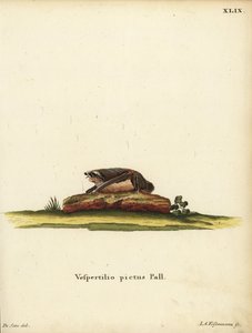 Maalattu villalepakko, Kerivoula picta. Vespertilio pictus Linn. Jakob Andreas Eisenmannin käsin värjätty kuparipiirros Jacques de Seven kuvituksen mukaan Johann Christian Daniel Schreberin teoksesta Animal Illustrations after Nature eli Schreberin F tekijältä Unbekannter Künstler