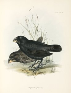 Pari suuria peippoja, Galapagossaaret, n. 1832-1836 tekijältä Unbekannt