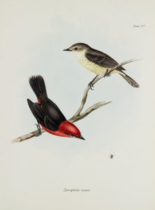 Lintupari, n. 1832-1836 tekijältä Unbekannter Künstler