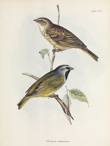 Varpus- tai peippopari, n. 1832-1836 tekijältä Unbekannt