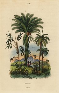 Palmut: taatelipalmu, Phoenix dactylifera 1, Attalea laji 2 ja Geonoma laji 3 tekijältä Unbekannt