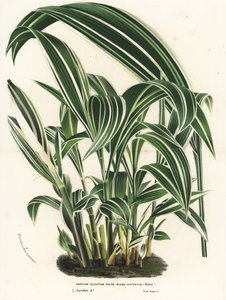 Palmunurmikka, Setaria palmifolia (Panicum plicatum foliis level-vittatis). Käsin väritetty litografia Louis van Houtten ja Charles Lemairen teoksesta Flowers of the Gardens and Hothouses of Europe, Flore des Serres et des Jardins de l