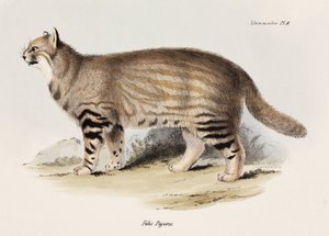 Pampas-kissa, Etelä-Amerikka, n. 1832-1836 tekijältä Unbekannt