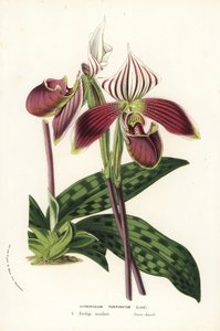 Paphiopedilum purpurpuratum -orkidea (Cypripedium purpuratum). Käsin väritetty litografia Louis van Houtten ja Charles Lemairen teoksesta Flowers of the Gardens and Hothouses of Europe, Flore des Serres et des Jardins de l