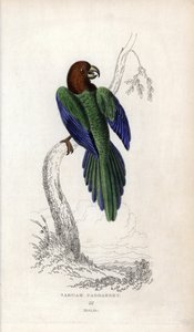 Parakeet pumpadour, Prosopeia tabuensis. Psittacus tabuensis. Joseph Kiddin litografia, joka perustuu John Audubonin piirrokseen, teoksessa Miscellany of Natural History: Papukaijat, Sir Thomas DiK Lauder ja kapteeni Thomas Brown, julkaistu Edinburghissa,  tekijältä Unbekannter Künstler
