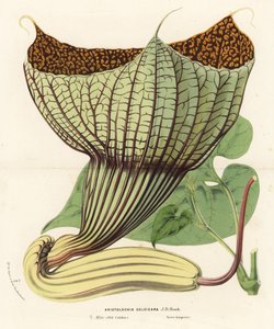 Pararistolochia goldieana (Aristolochia goldieana). Käsin väritetty litografia Louis van Houtten ja Charles Lemairen teoksesta Flowers of the Gardens and Hothouses of Europe, Flore des Serres et des Jardins de l