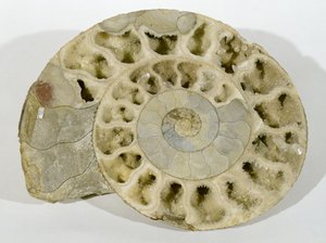 Parkinsonia (ammoniitti) löydettiin Dorsetista, jurakauden keskiajalta tekijältä Unbekannt
