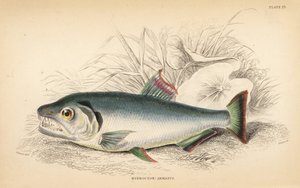 Payara, Hydrolycus armatus (Hydrocyon armatus). W.H. Lizarsin käsin väritetty teräskaiverrus James Stewartin kuvituksen mukaan Robert Schomburgin teoksesta Fishes of Guiana, osa Sir William Jardinen Naturalist