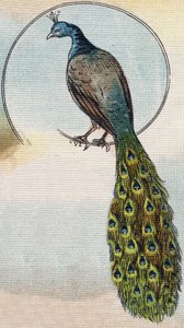Riikinkukko. Kaiverrus "Alphabet de ma petite fille". Bernardin-Bechet ja Fils, kirjakauppias-kustantajat, Pariisi, noin 1895. Rikkoutumaton albumi kankaalle. Bibliotheque des Bebes. 12 sivua. Albumi, joka sisältää lukumenetelmän ja havainnollisen abeceeda tekijältä Unbekannt