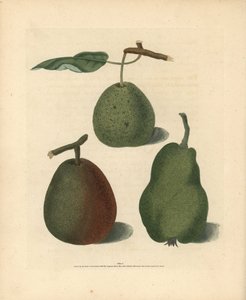 Pyrus communis -päärynälajikkeet: Cressan, Gansell