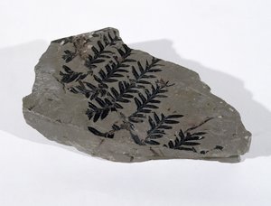 Pecopteris (Gymnosperm Frond) löydetty Camertonista, Somersetistä, Ylähiilikaudella (kuva) tekijältä Unbekannt