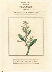Jalkavartinen meripursu, Atriplex pedunculata. Käsin väritetty kuparipiirros Richard Duppan kuvituksen mukaan teoksesta The Clours and Orders of the Linnaean System of Botany, Longman, Hurst, Lontoo. tekijältä Unbekannter Künstler