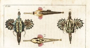 Pegase (tai pieni lohikäärmekala) - pitkähäntäinen perhokala - Lyhyt lohikäärmekala, Eurypegasus draconis 59,60, ja pitkähäntäinen merisuu, Pegasus volitans 61,62. Käsinvärjätty kuparikaiverrus Gottlieb Tobias Wilhelmin luonnonhistoriallisesta tietosanakir tekijältä Unbekannter Künstler