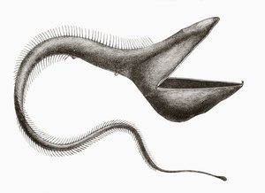 Pelikaani ankerias tai Eurypharynx pelecanoides, syvänmeren kala, jota ihmiset harvoin näkevät, "El Mundo Ilustradosta", julkaistu Barcelona, noin 1880 tekijältä Unknown