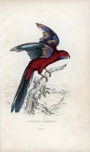 Pennantin papukaija, Psittacus pennantii. Platycercus elegans. tekijältä Unbekannter Künstler