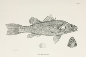 Ahven, n. 1832-1836 tekijältä Unbekannt