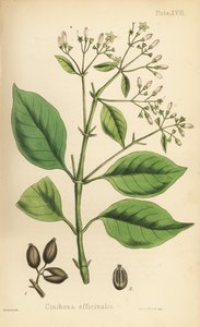 Perulainen kuoripuu tai kiniinipuu, Cinchona officinalis. Henry Sowerbyn tekemä käsin väritetty litografia Edward Hamiltonin teoksesta Flora Homeopathica, Bailliere, Lontoo. tekijältä Unbekannter Künstler