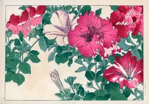 Petunia variete (vaaleanpunainen ja valkoinen). Petunia-lajikkeet. Käsinväritetty puupiirros Konan Tanigamin teoksesta "Seiyou Sokazufu" (Kuvakirja läntisistä kasveista ja kukista: kesä), Unsodo, Kioto. tekijältä Unbekannter Künstler