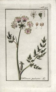 Peucedan suopersilja (Selinum marsh). Litografia Johannes Zornin (1739-1799) Alankomaiden teoksesta "Afbeelding der Artseny-Gewassen". tekijältä Unbekannter Künstler