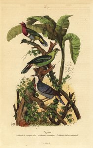 Vaaleanpunainen kyyhkynen, Ptilinopus porphyreus, Buru vihreä kyyhkynen, Treron aromaticus ja Luzonin verenvuotosydän, Gallicolumba luzonica tekijältä Unbekannt