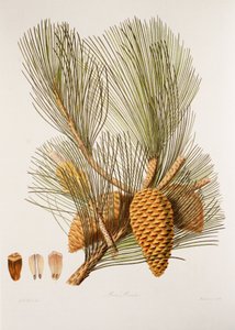 Pinus pinaster/Sea Pine/Maritime Pine tekijältä Unbekannt