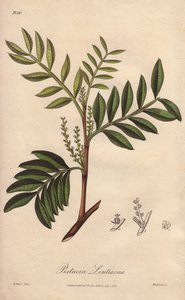 Pistacia lentiscus (Pistacia lentiscus) - William Clarken vahva vesi kuvittaa John Stephensonin ja James Morss Churchillin "Medical Botanical, Description of the Medicinal Plants of London, Edinburgh and Dublin" -teosta, jonka John Church julkaisi Lontooss tekijältä Unbekannter Künstler