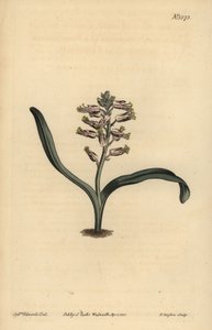 Tasalehtinen omavärinen lakenalia, Lachenalia unicolor tekijältä Unbekannt
