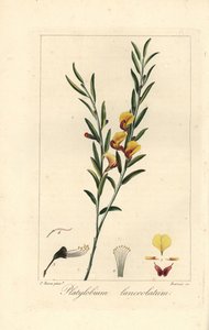 Platylobium lanceolatum, kotoisin Australiasta. Barrois