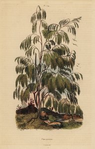Plocama pendula pensas tekijältä Unbekannt