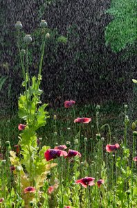 Unikon (Papaver somniferum) kukat ja siemenpäät kesäsateella, Gower, Etelä-Wales (kuva) tekijältä Unbekannter Künstler