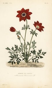 Unikon anemone tai espanjalainen kehäkukka, Anemone coronaria, Anemone des jardins tekijältä Unbekannt