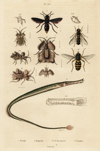 Potterampiainen, piippukala, kultamunakärpäs ja hoverfly., 1834-1839 (kaiverrus) tekijältä Unbekannter Künstler