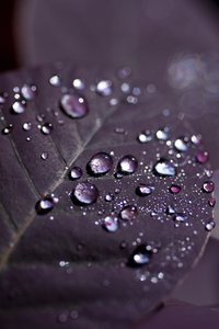 Purple Leaves II (valokuva) tekijältä Unbekannter Künstler