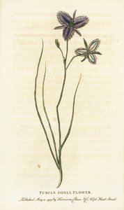 Uuden Etelä-Walesin, Australian violetti simpukkakukka. Kenties tekokukkakaupan valmistama mielikuvituskukka Käsin värjätty kuparikaiverrus lehdestä "The Naturalist